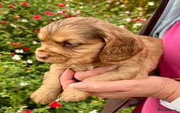 Cocker Spaniel dogs for sale: Beautiful KC English cocker spaniel pups - Image 4