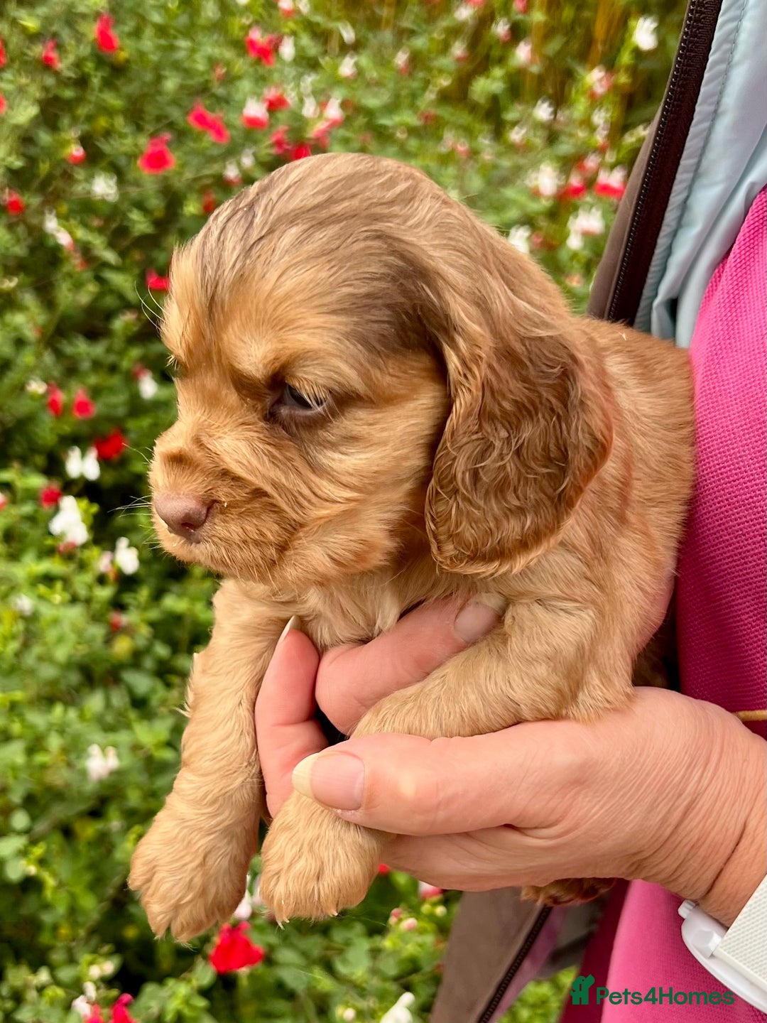 Cocker Spaniel dogs for sale: Beautiful KC English cocker spaniel pups - Image 4