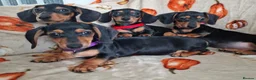 Miniature Dachshund dogs for sale: ADORABLE MINI DACHSHUNDS  - Advert 4