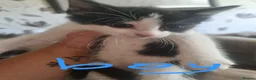 Mixed Breed cats for sale: 4 beautiful kittens looking for new familys - Advert 3