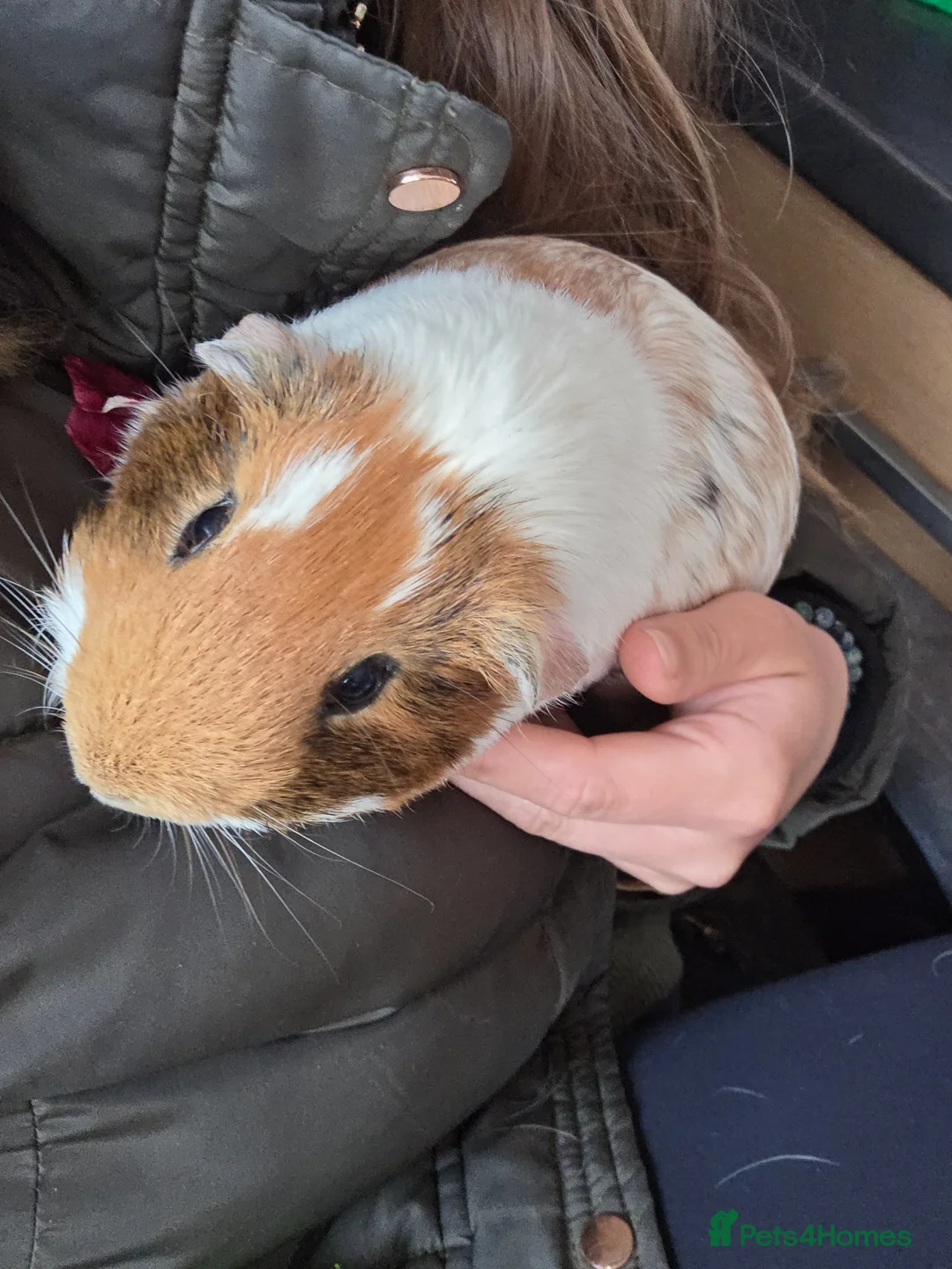 Guinea Pig rodents for sale: 4 Lovely Boy Guinea Pigs for Rehome - Advert 12