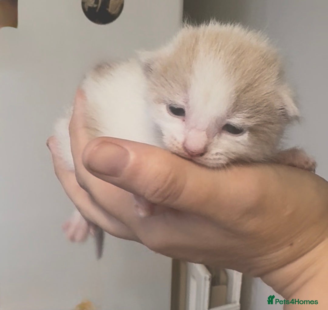 Mixed Breed cats for sale: Beautiful Kittens For Sale  - Advert 21