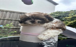 Shihpoo dogs for sale: Adorable Shihpoo Puppies - Image 11