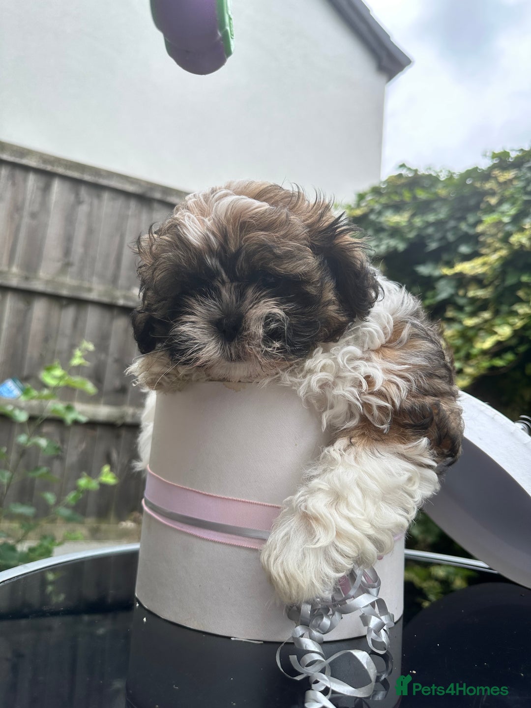 Shihpoo dogs for sale: Adorable Shihpoo Puppies - Image 11