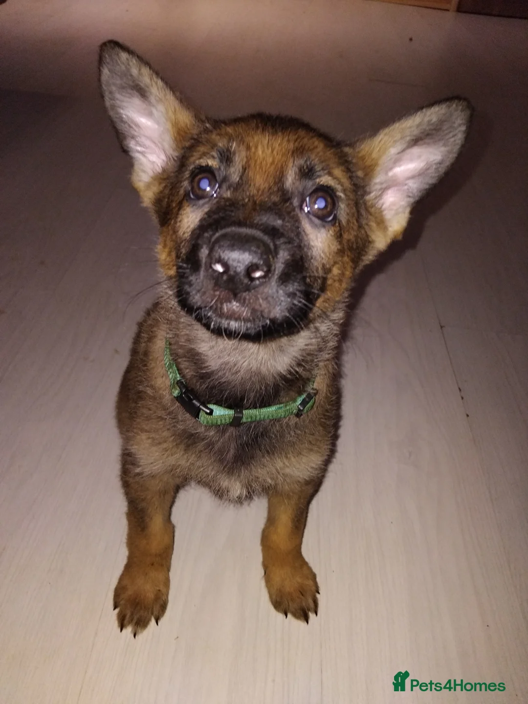 German Shepherd dogs for sale: German shepherd Czech line pups kc registered  - Advert 28