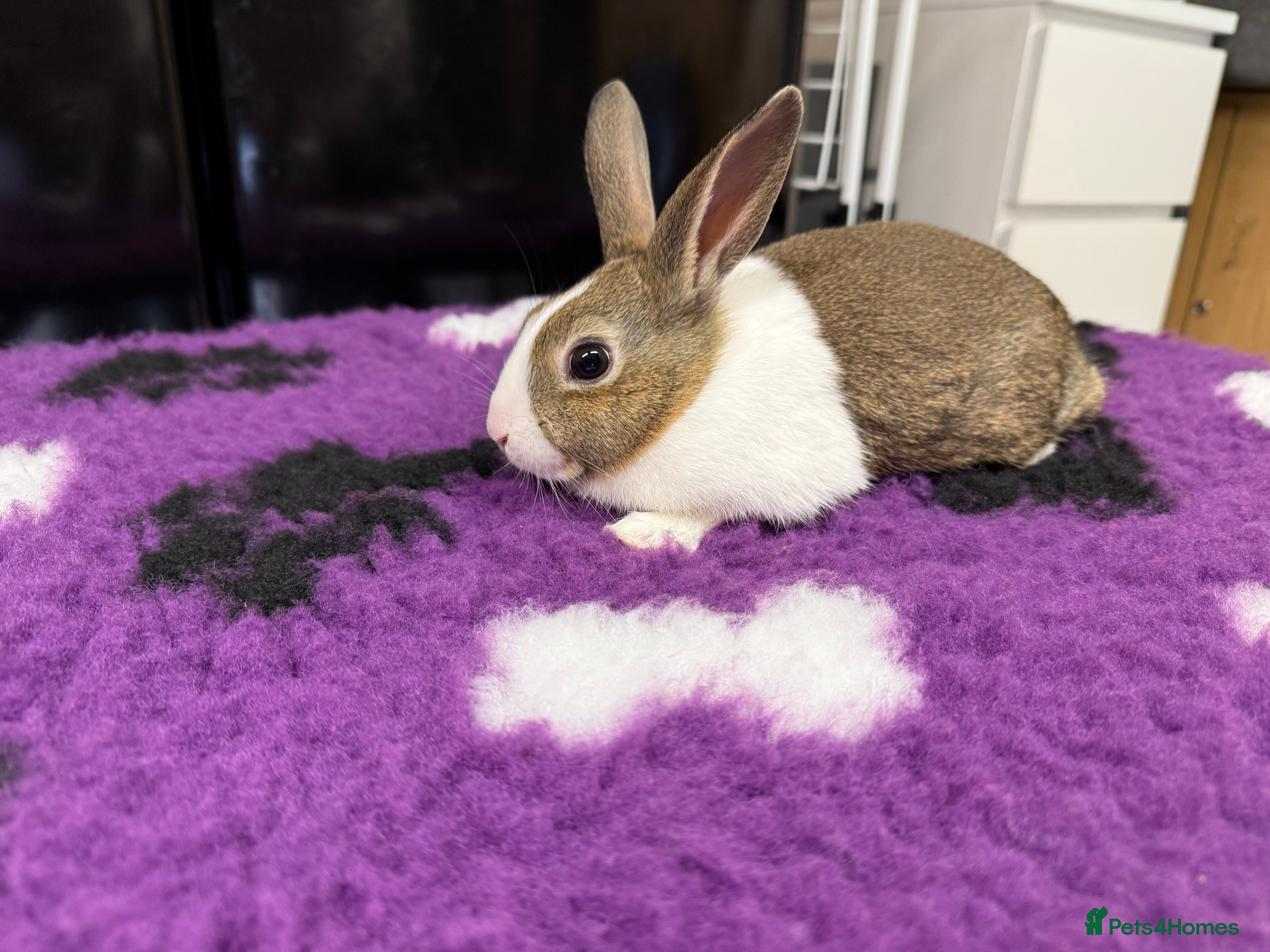 Dutch rabbits Baby Dutch Rabbits For Sale - Advert 6