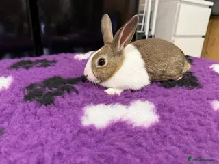 Dutch rabbits Baby Dutch Rabbits For Sale - Advert 6