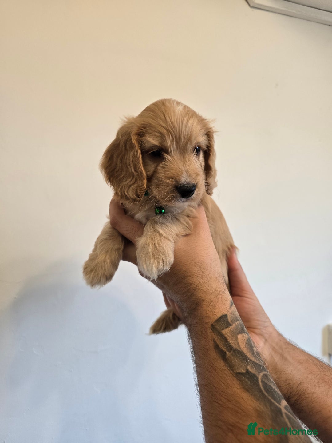 Cockapoo dogs for sale: Cockapoo - Image 4