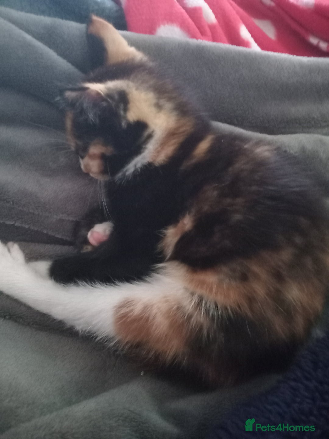 Domestic Shorthair cats for sale: 4 kittens for sale one girl and 3 boys - Image 10