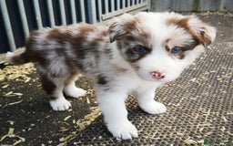 Border Collie dogs for sale: Stunning Fluffy Border Collies Puppies for Sale - Image 9