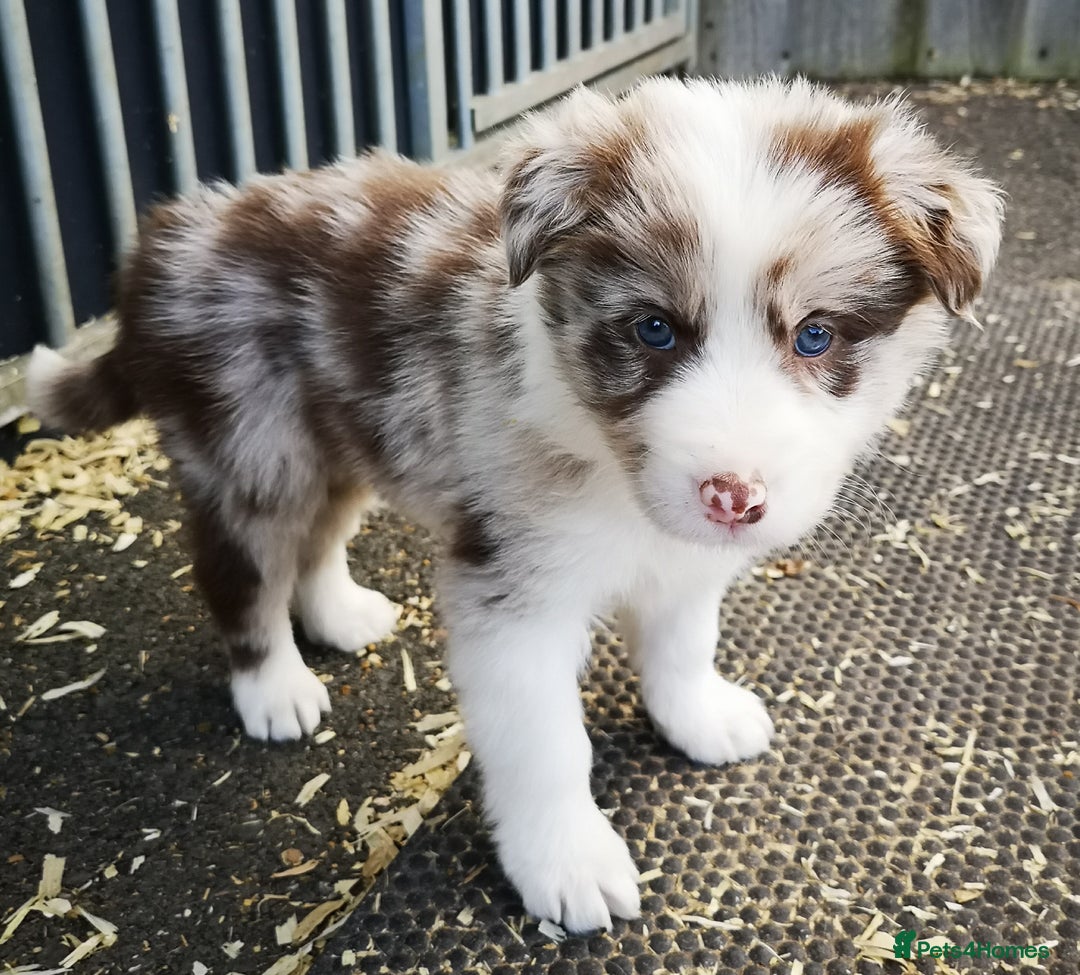 Border Collie dogs for sale: Stunning Fluffy Border Collies Puppies for Sale - Image 9