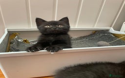 Brazilian Shorthair cats for sale: 3 British short hair x bengal kittens - Image 2