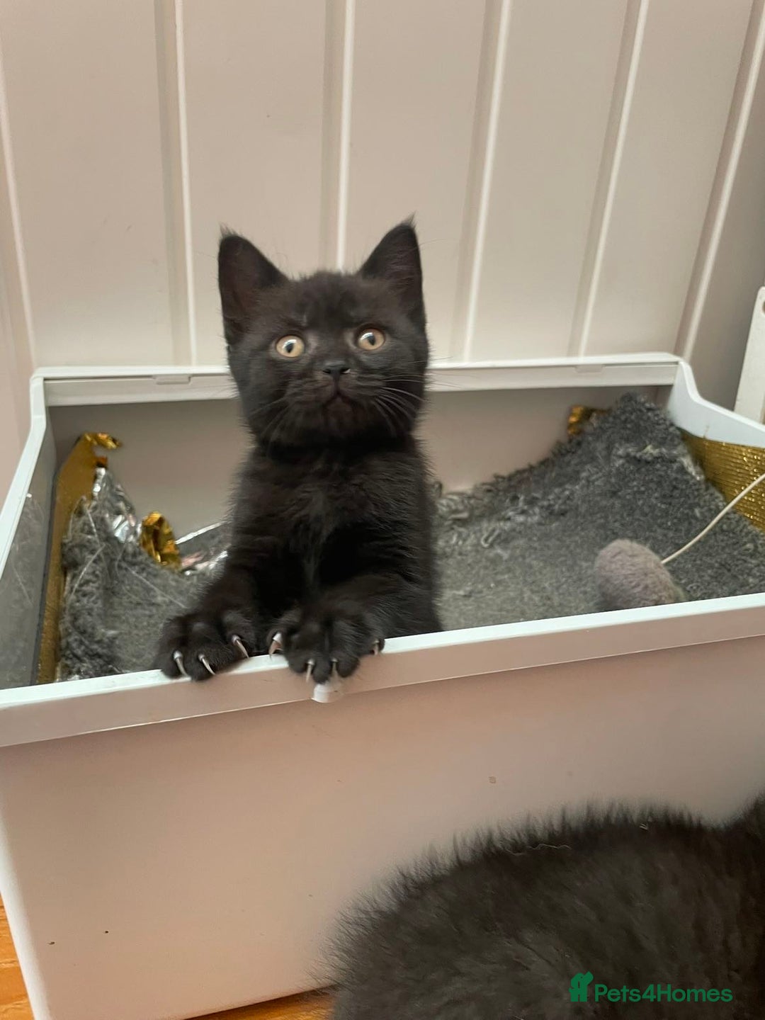 Brazilian Shorthair cats for sale: 3 British short hair x bengal kittens - Image 2
