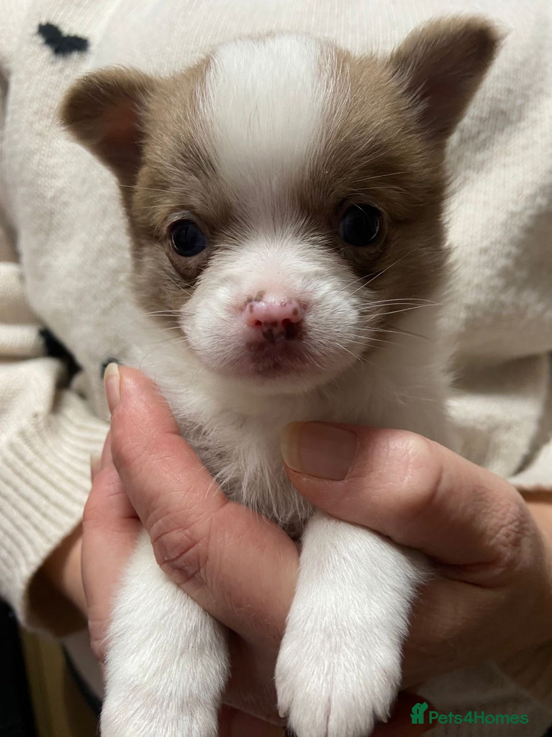 Pomchi dogs for sale: Stunning Pomchi’s - Advert 6