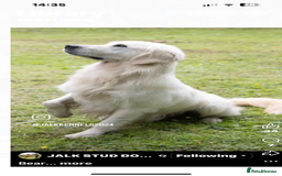 Golden Retriever dogs for sale: Superb litter Kc reg health tested goldens - Image 17