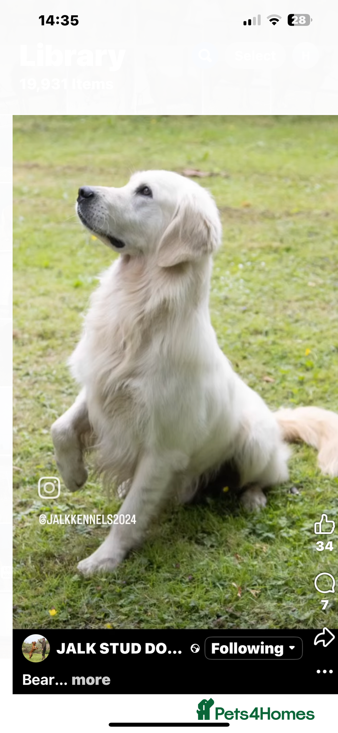Golden Retriever dogs for sale: Superb litter Kc reg health tested goldens - Image 17