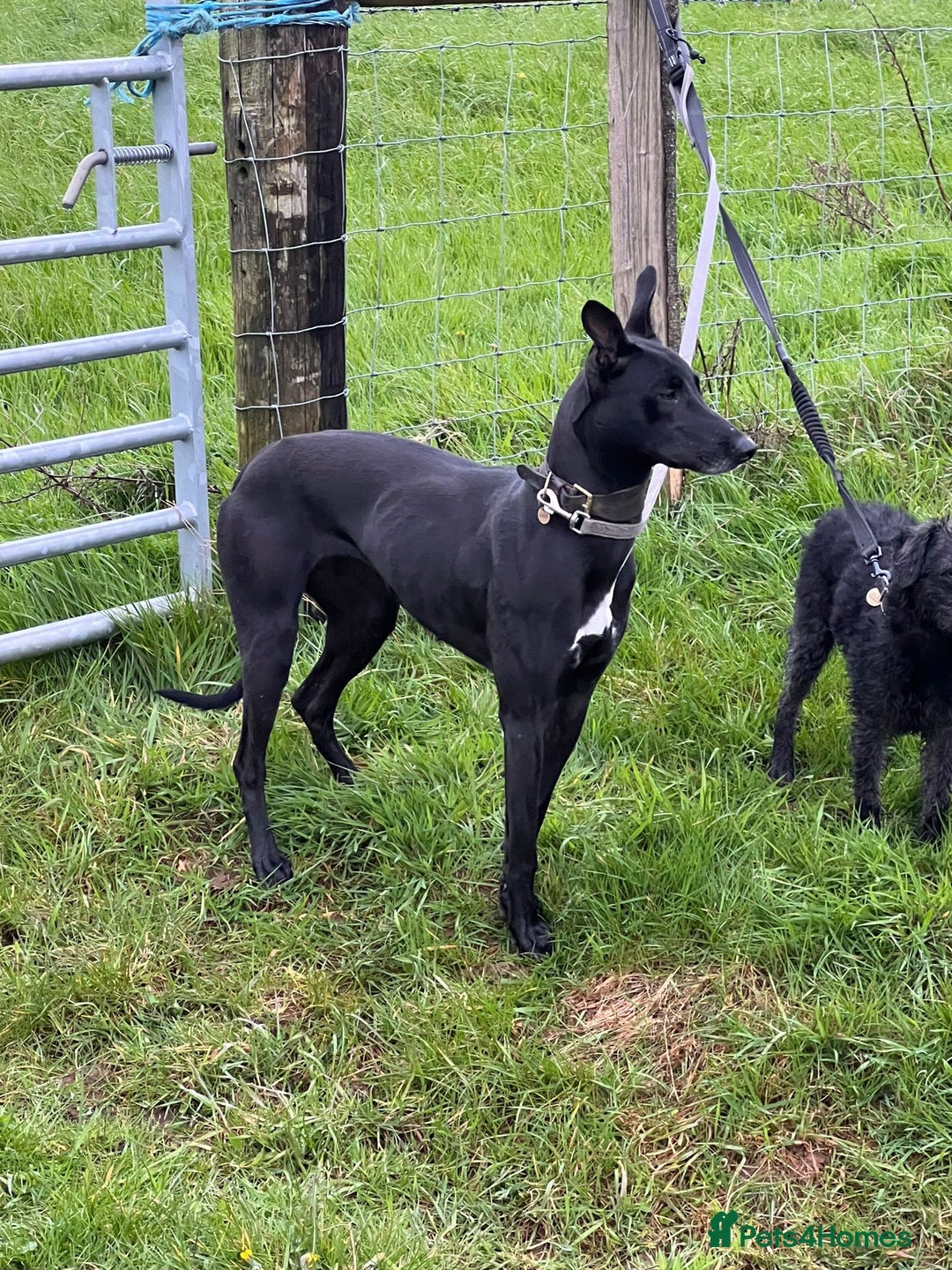 Lurcher dogs for sale: Ready to leave now. Rehoming due to newborn  - Advert 3