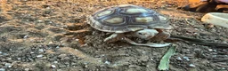 Tortoise reptiles for sale: Sulcatas tortoise and enclosure  in Southend-on-Sea - Advert 1