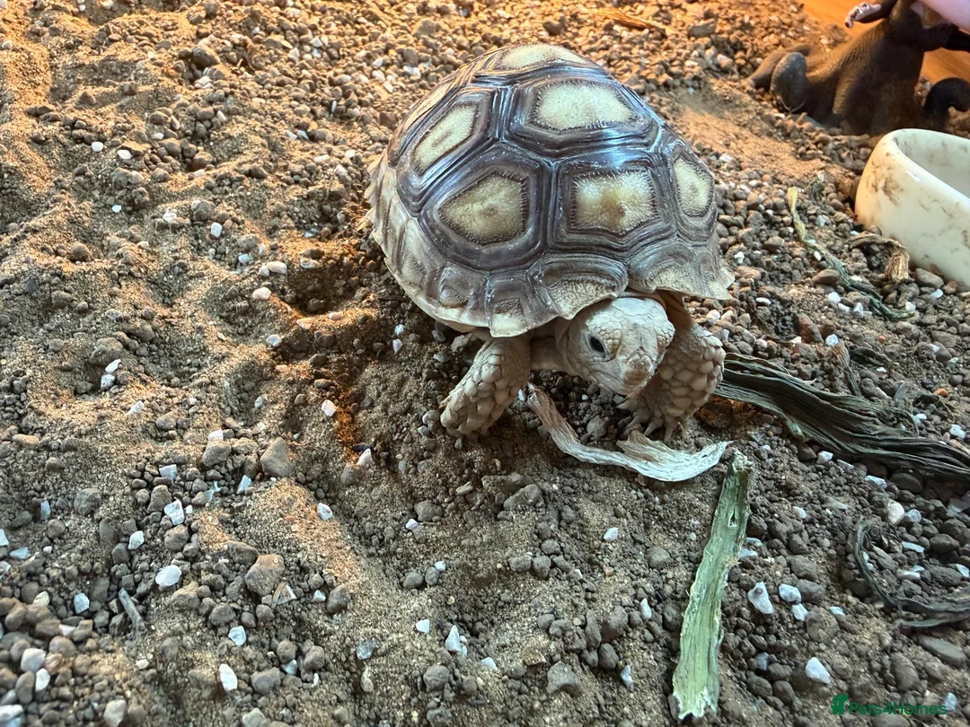 Tortoise reptiles for sale: Sulcatas tortoise and enclosure  in Southend-on-Sea - Advert 1