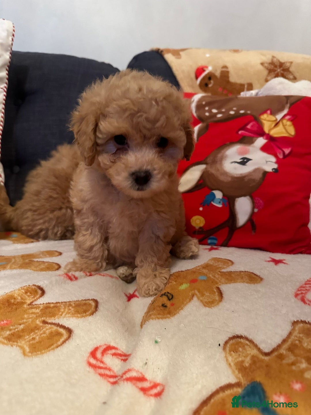 Maltipoo dogs for sale: Stunning Toy Maltipoo pups ❤️ ready on Wednesday! - Advert 25