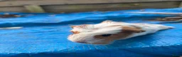 Guinea Pig rodents for sale: Long haired fluffy PeruvianSilkie guineapig babies - Advert 23