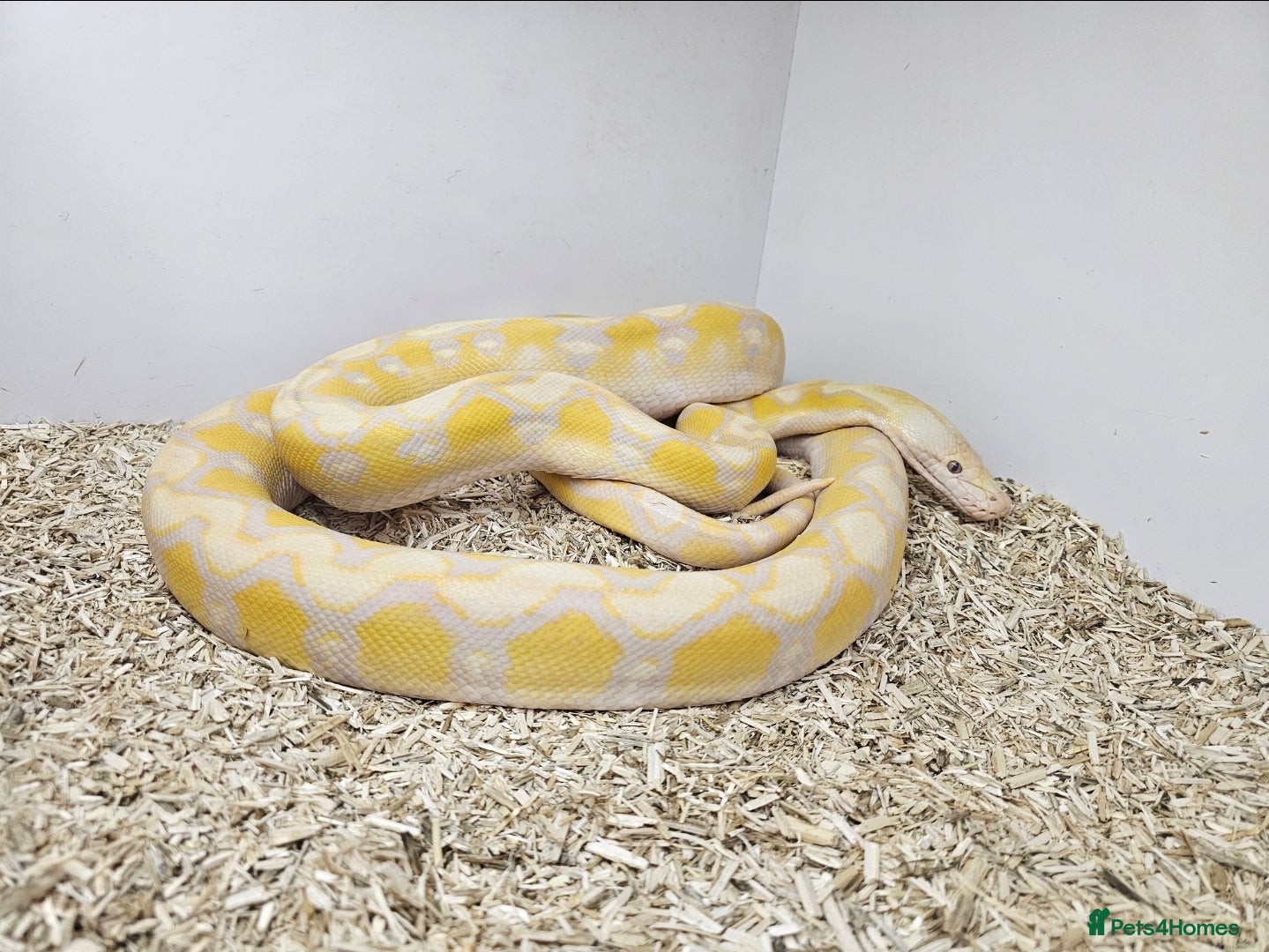 Python Snake reptiles Female Retic  - Advert 1