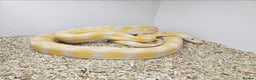 Python Snake reptiles for sale: Female Retic  - Advert 1