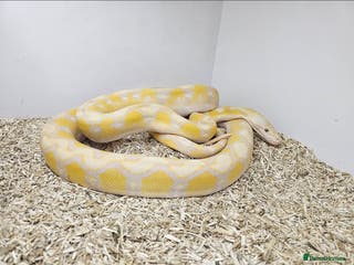 Python Snake reptiles Female Retic - Advert 1