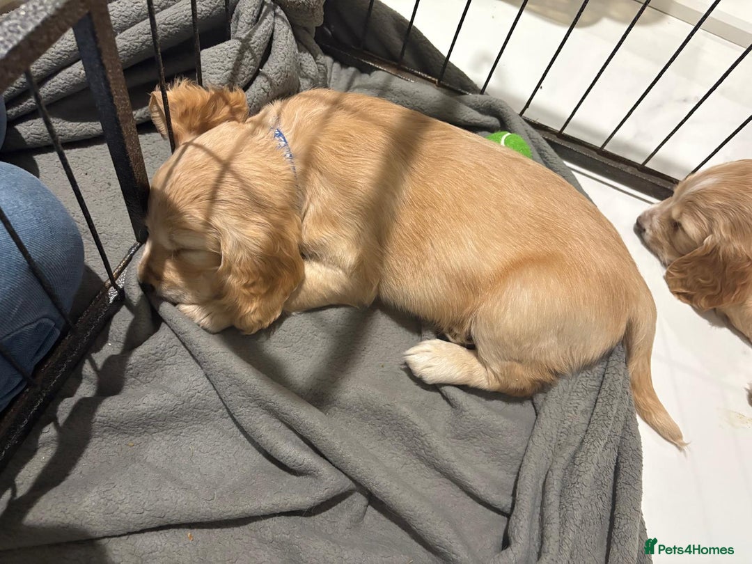 Cocker Spaniel dogs for sale: 5 gorgeous cocker spaniel puppies - Image 10