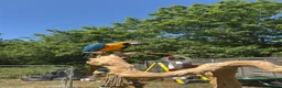 Macaws birds for sale: Blue and gold macaw  in Hertford - Advert 4