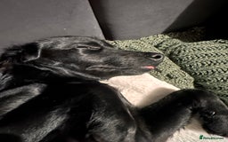 Mixed Breed dogs for sale: Jackapoo - Image 7