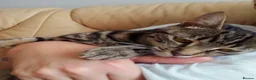 Bengal cats for sale: Female Bengal cat 12 months old - Advert 5