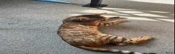 Bengal cats for sale: Cuddly female Bengal in need of home - Advert 4
