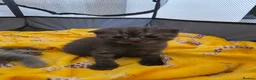 Scottish Fold cats for sale: Scottish Fold Kitten in Tadworth - Advert 7