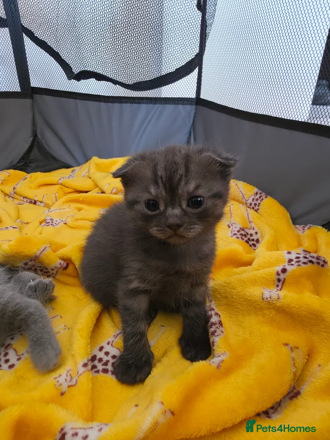 Scottish Fold cats for sale: Scottish Fold Kitten in Tadworth - Advert 7