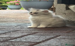Persian cats for sale: Lovely Persian cats  - Image 16