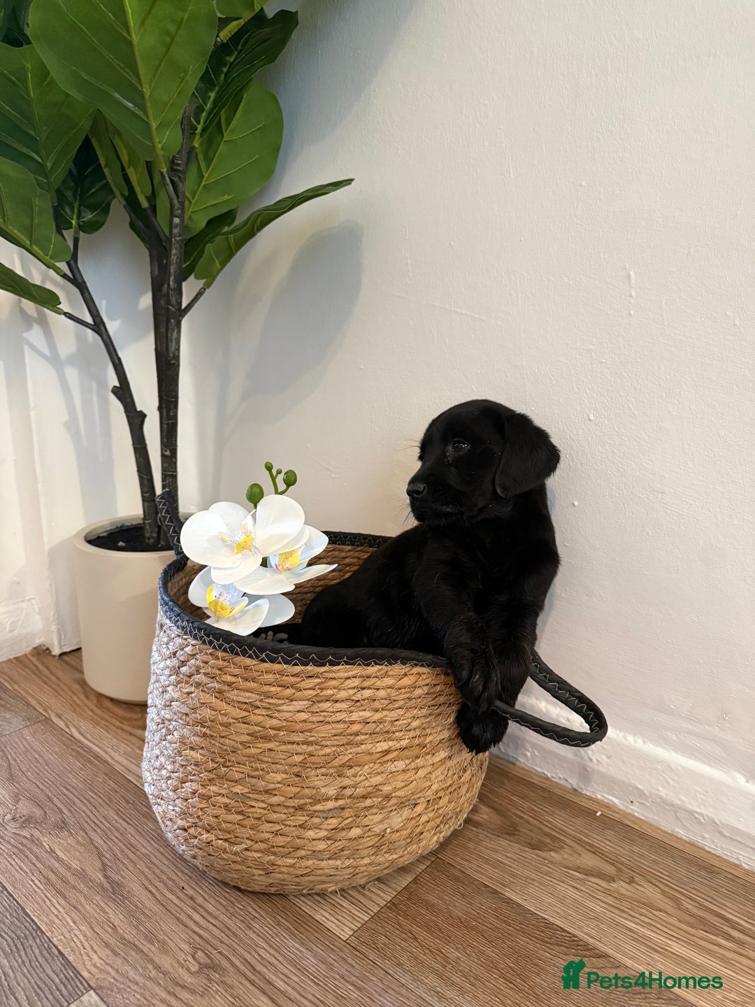 Labrador Retriever dogs for sale: Labrador pups for sale  - Advert 19