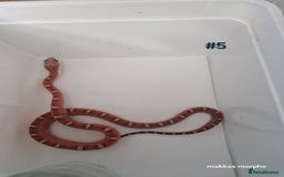 Corn Snake reptiles for sale: Scaleless & het scaleless bloodred pied sided - Image 6