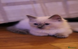 Ragdoll cats for sale: Ragdoll Kittens, One male and one female.  - Image 6