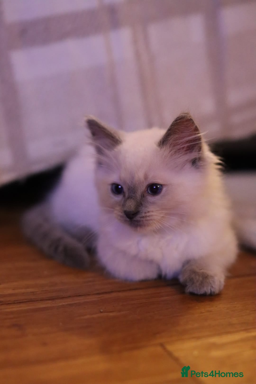 Ragdoll cats for sale: Ragdoll Kittens, One male and one female.  - Image 6