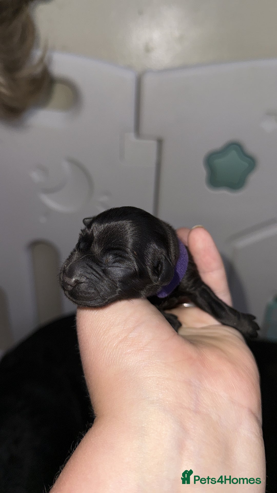 Labrador Retriever dogs for sale: Labrador Puppies  - Image 11