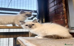 Ragdoll cats for sale: traditional Mitted ragdoll’s - Advert 9