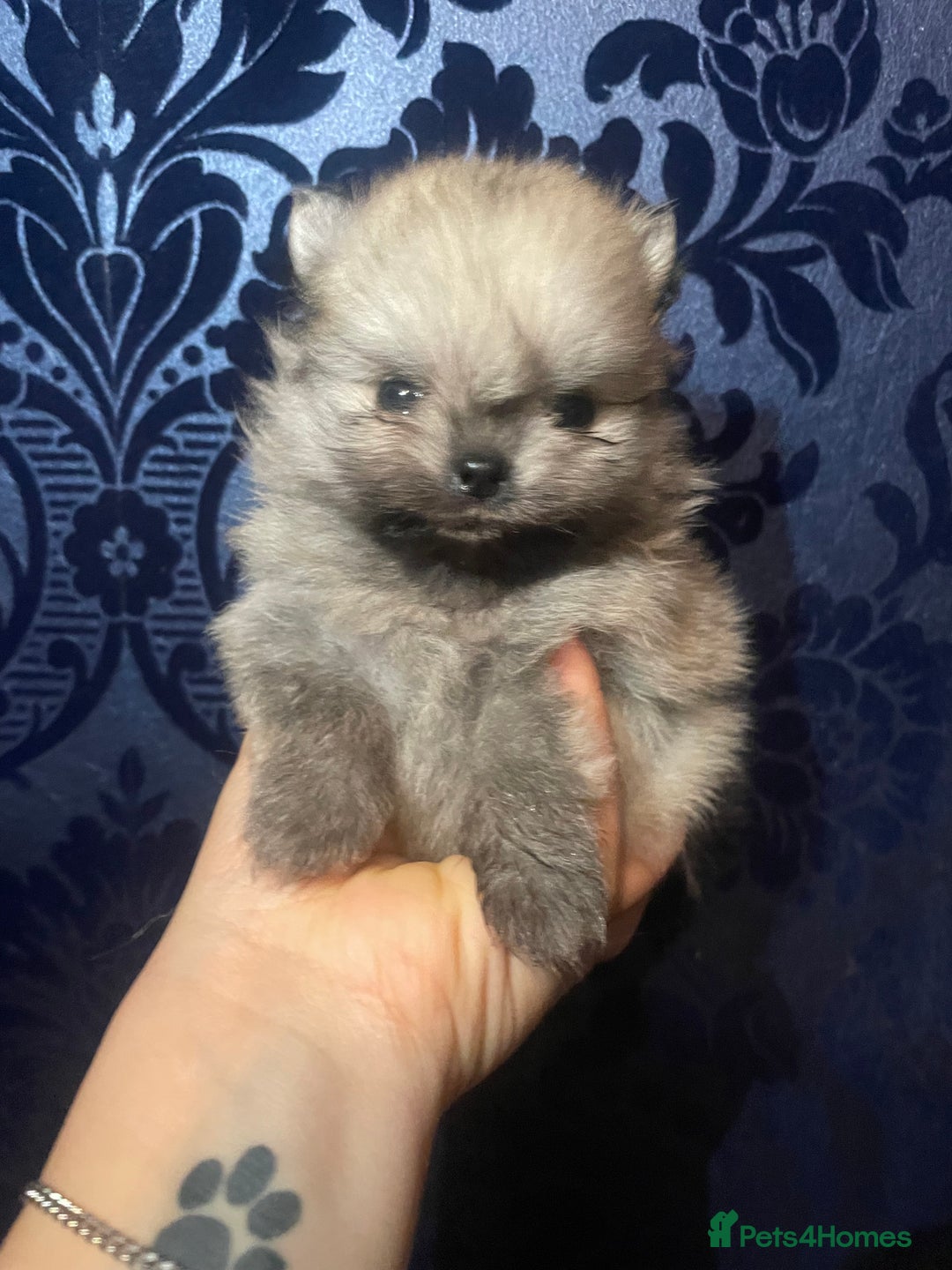 Pomeranian dogs for sale: RARE colour CHAMPION line Pomeranian puppy Pup - Advert 3