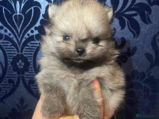 Pomeranian dogs Wolf CHAMPION KENNEL CLUB Reg Pomeranian puppy Pup - Advert 7