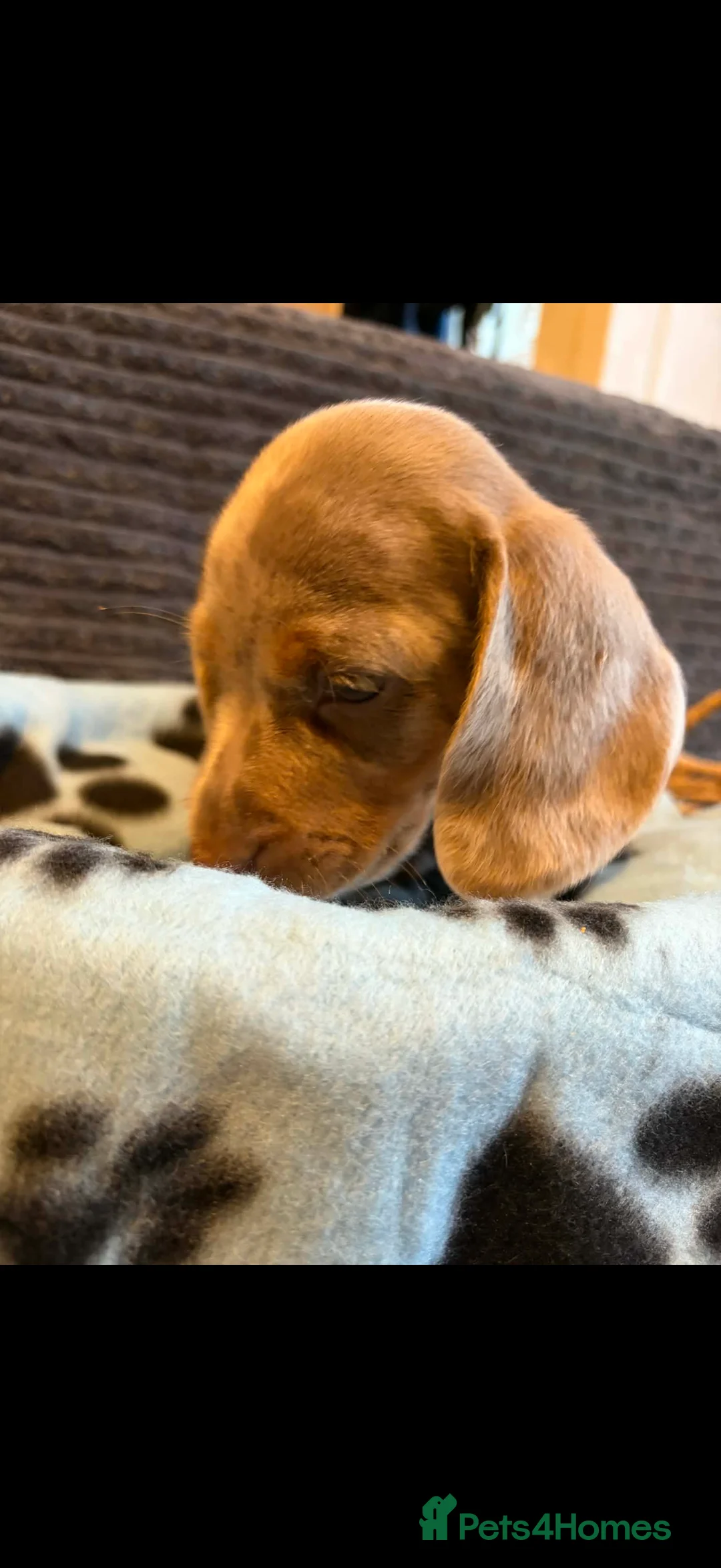 Miniature Dachshund dogs for sale: KC registered Miniature Dachshund puppies  - Advert 3