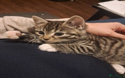 Mixed Breed cats for sale: Gorgeous kittens looking for their forever home.  - Advert 12