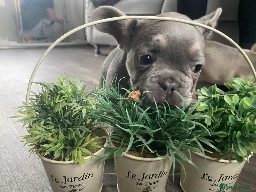 French Bulldog dogs for sale: French bulldog  puppies - Image 22