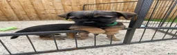 Border Terrier dogs for sale: ⭐️ KC BORDER TERRIERS, READY TO LEAVE NOW - Advert 12