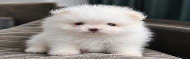 Pomeranian 2