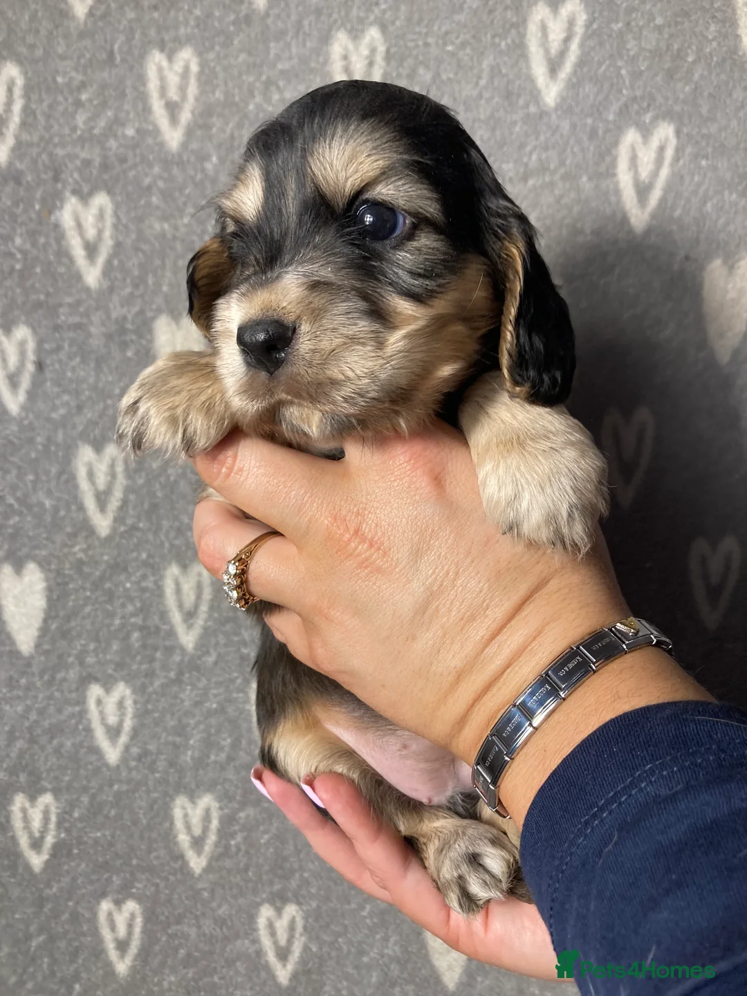 Cocker Spaniel dogs for sale: Show type cocker spaniels  - Advert 10